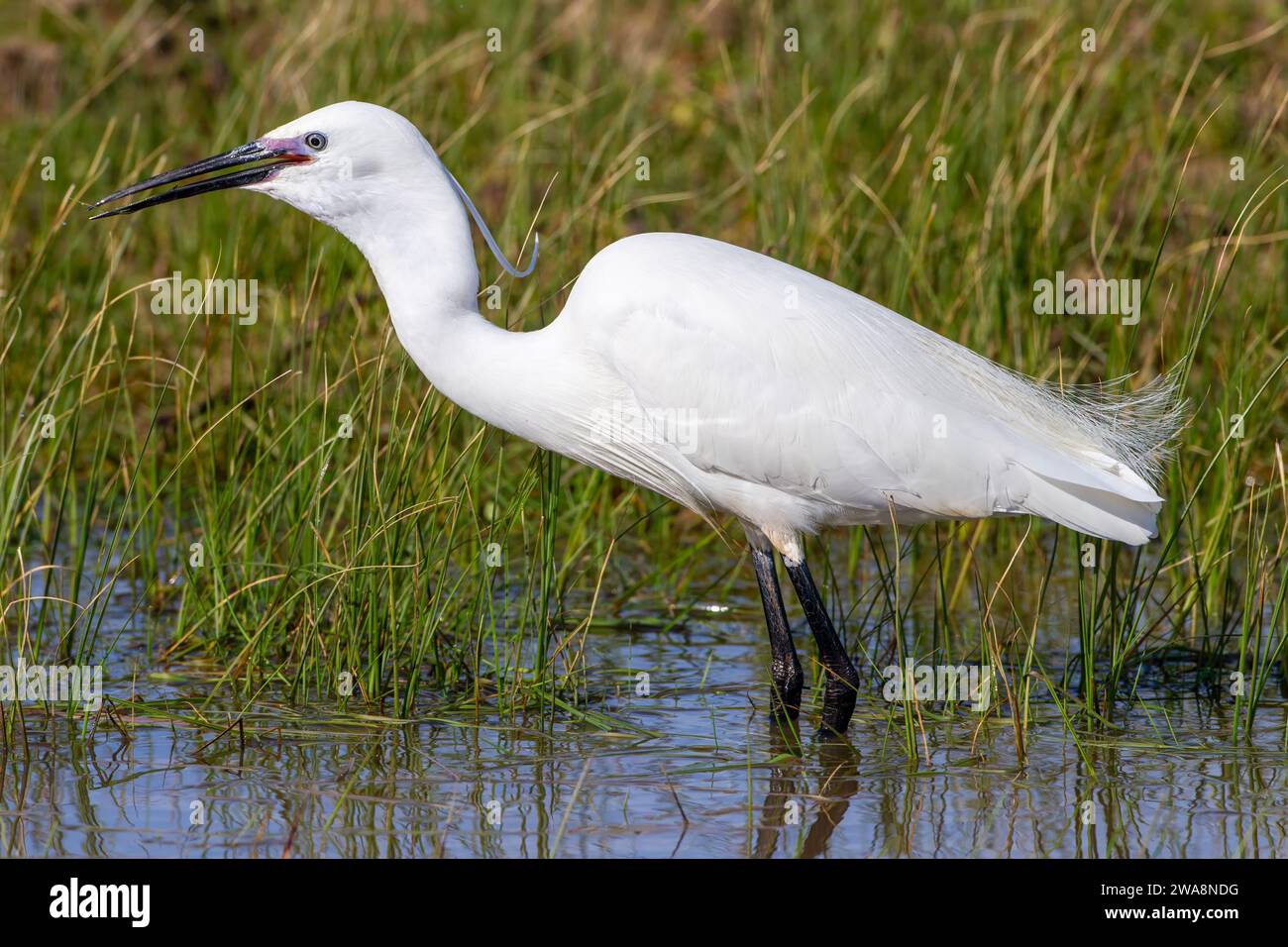 Kleiner Egret isst kleine Beute in feuchten Sumpfgebieten Stockfoto