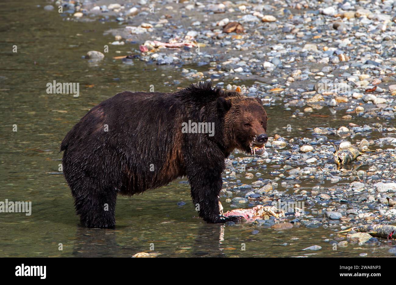 Erwachsene Grizzlybären füttern Lachskadaver Stockfoto