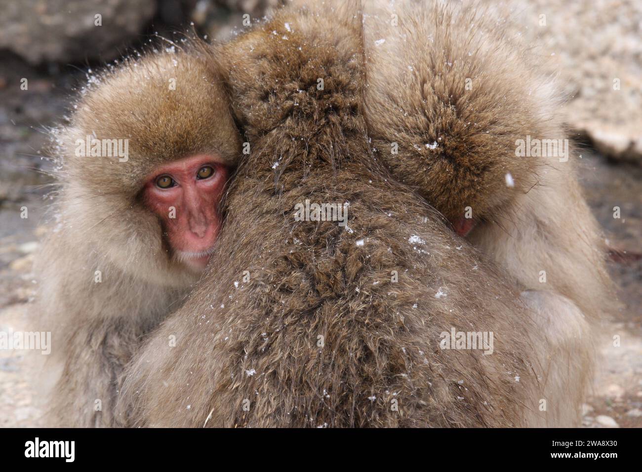 Snow Monkey Park Japan Stockfoto