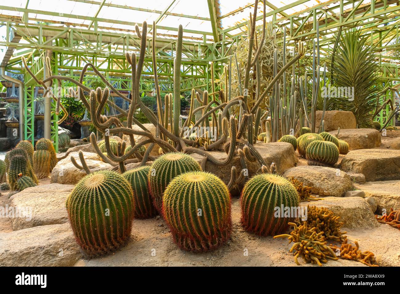 Grüner Kaktusgarten. Kaktusvielfalt in verschiedenen Formen und Größen im Garten. Kakteen im Nongnooch-Garten Pattaya, Thailand. Stockfoto