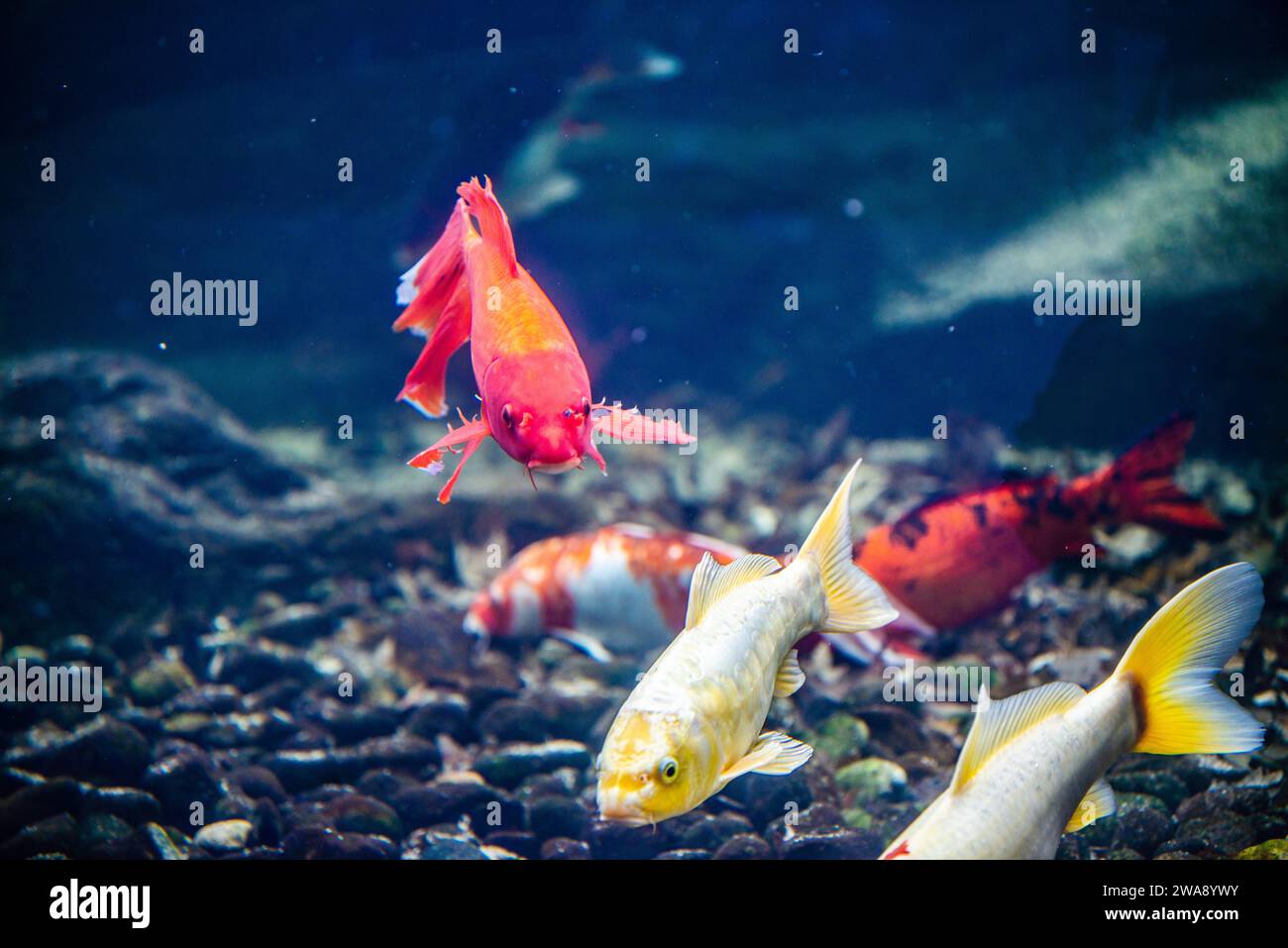 Granby, Quebec - Dez 31 2023: Wunderschöner Koi-Fisch im Winter Granby Zoo Stockfoto