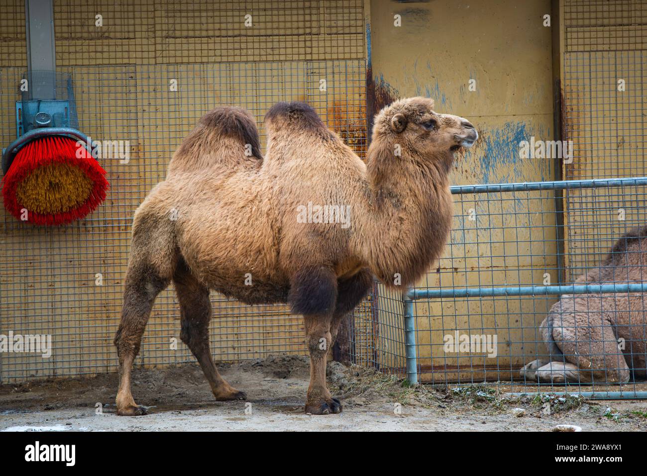 Granby, Québec - Dezember 31 2023: Kamel im Winter Granby Zoo Stockfoto