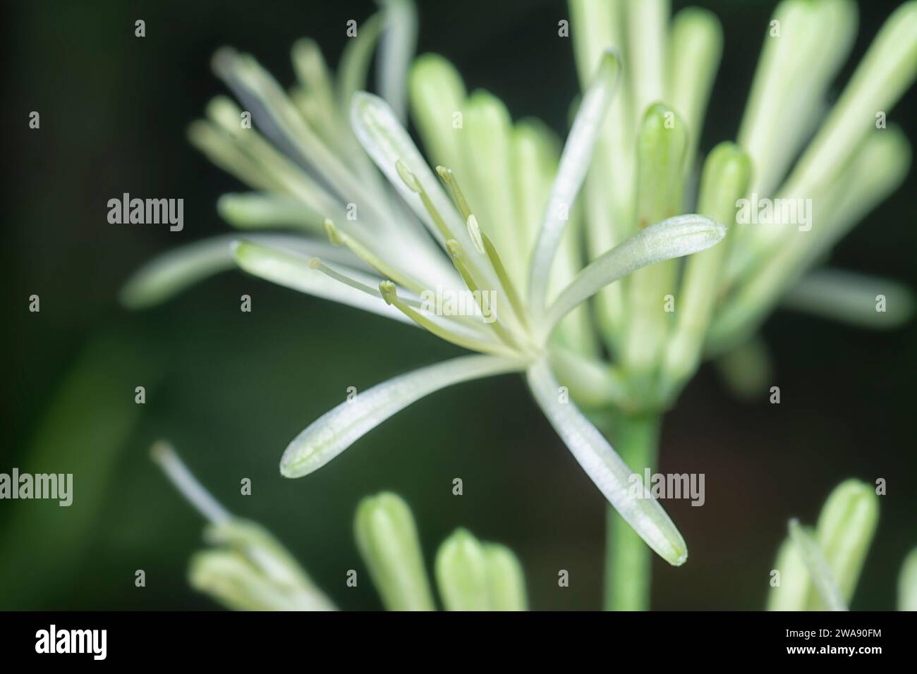 Nahaufnahme der Sansevieria Schlangenpflanze Blume. Stockfoto
