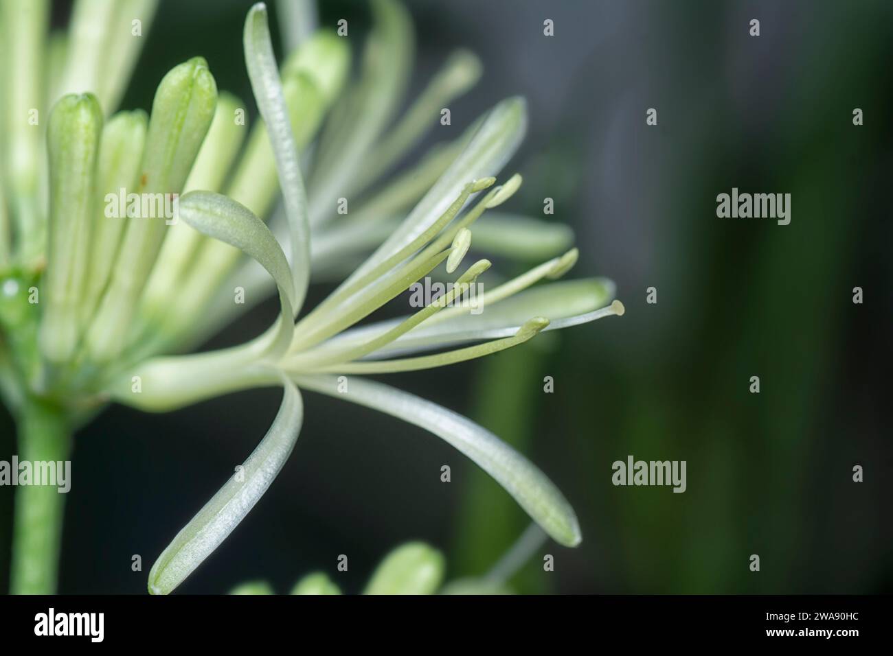 Nahaufnahme der Sansevieria Schlangenpflanze Blume. Stockfoto