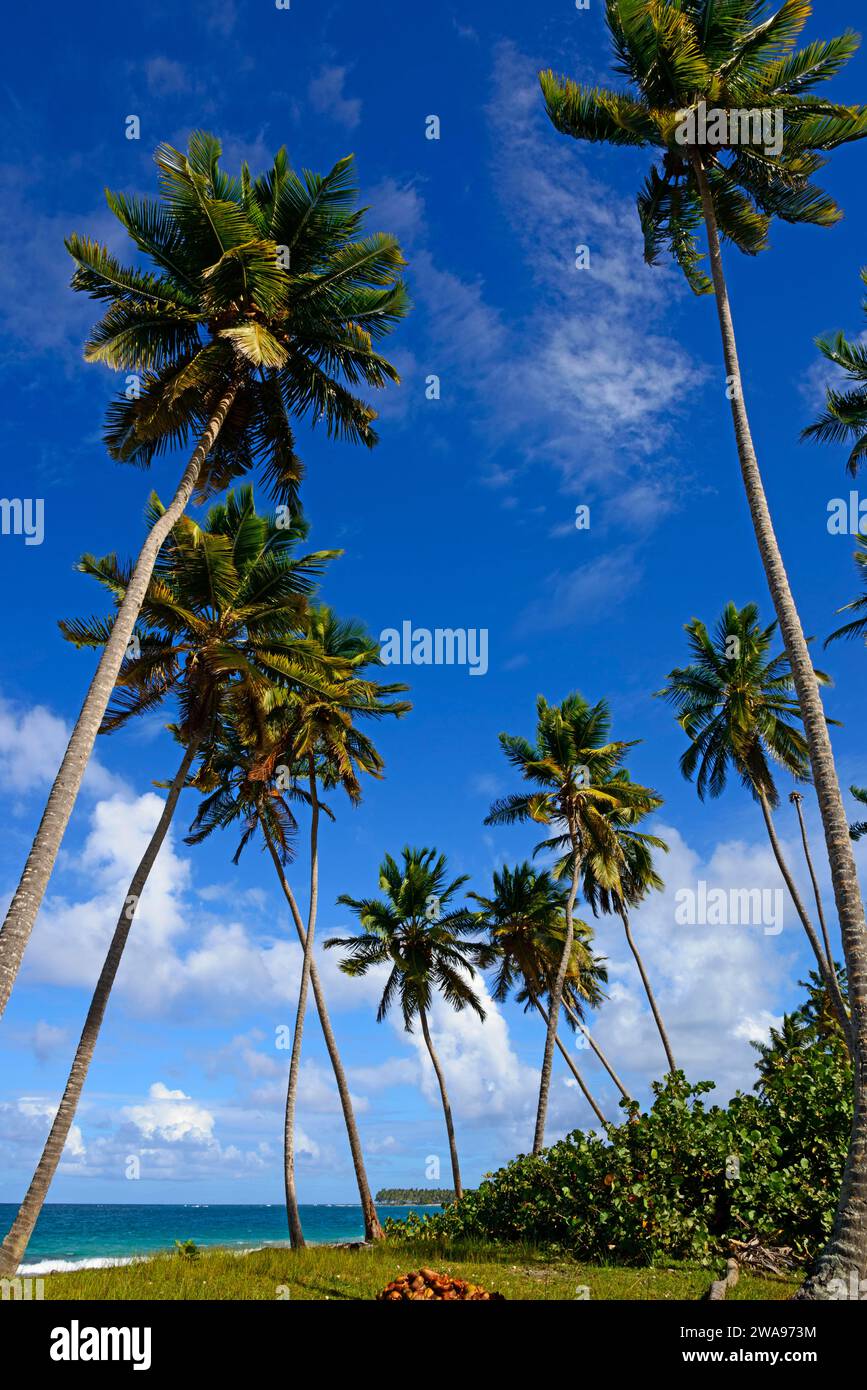 Palmen erheben sich an einem sonnigen, friedlichen Tag in den hellblauen Himmel, Limon Beach, El Limón, El Seibo, Dominikanische Republik, Hispaniola, Karibik, Amerika Stockfoto