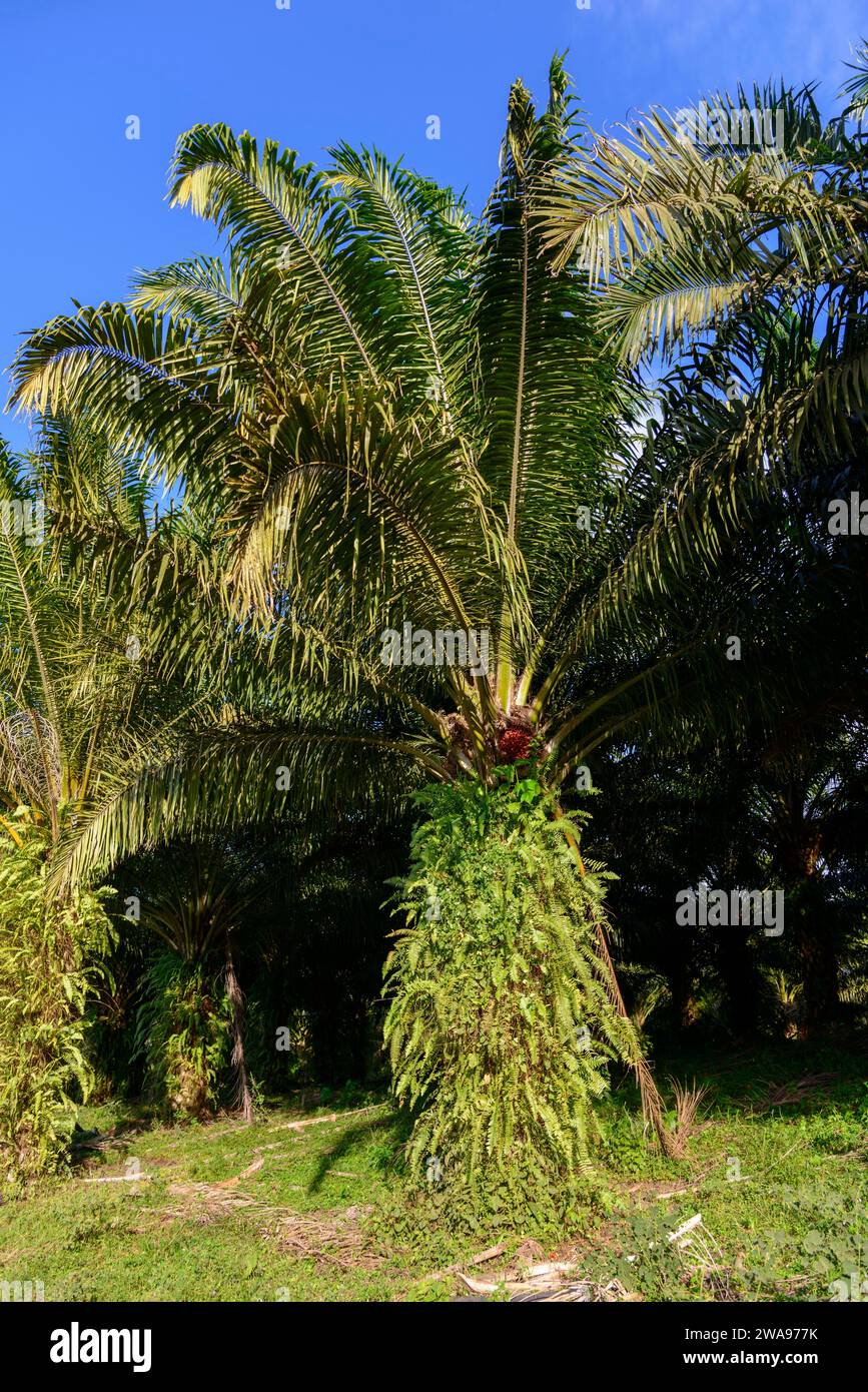 Eine hohe Palme steht im Zentrum, umgeben von üppigem Grün unter blauem Himmel, Palme mit Farn, El Cabao, Hato Mayor, Sabana de la Mar, Domin Stockfoto