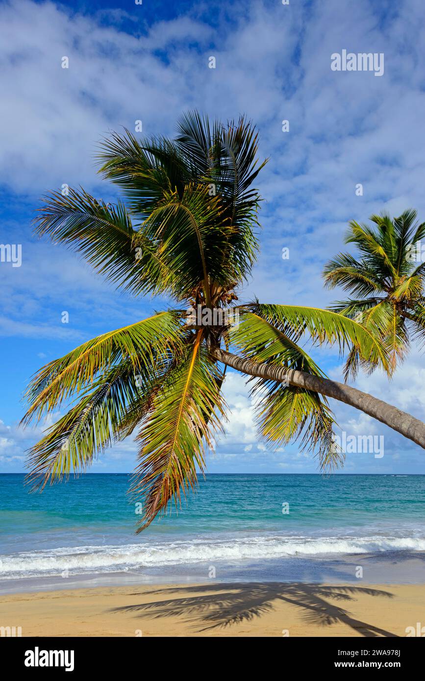 Eine Palme thront in einem perfekten Winkel über einem Sandstrand mit ruhigem Meer, Limon Beach, El Limón, El Seibo, Dominikanische Republik, Hispaniola, Karibik, Stockfoto
