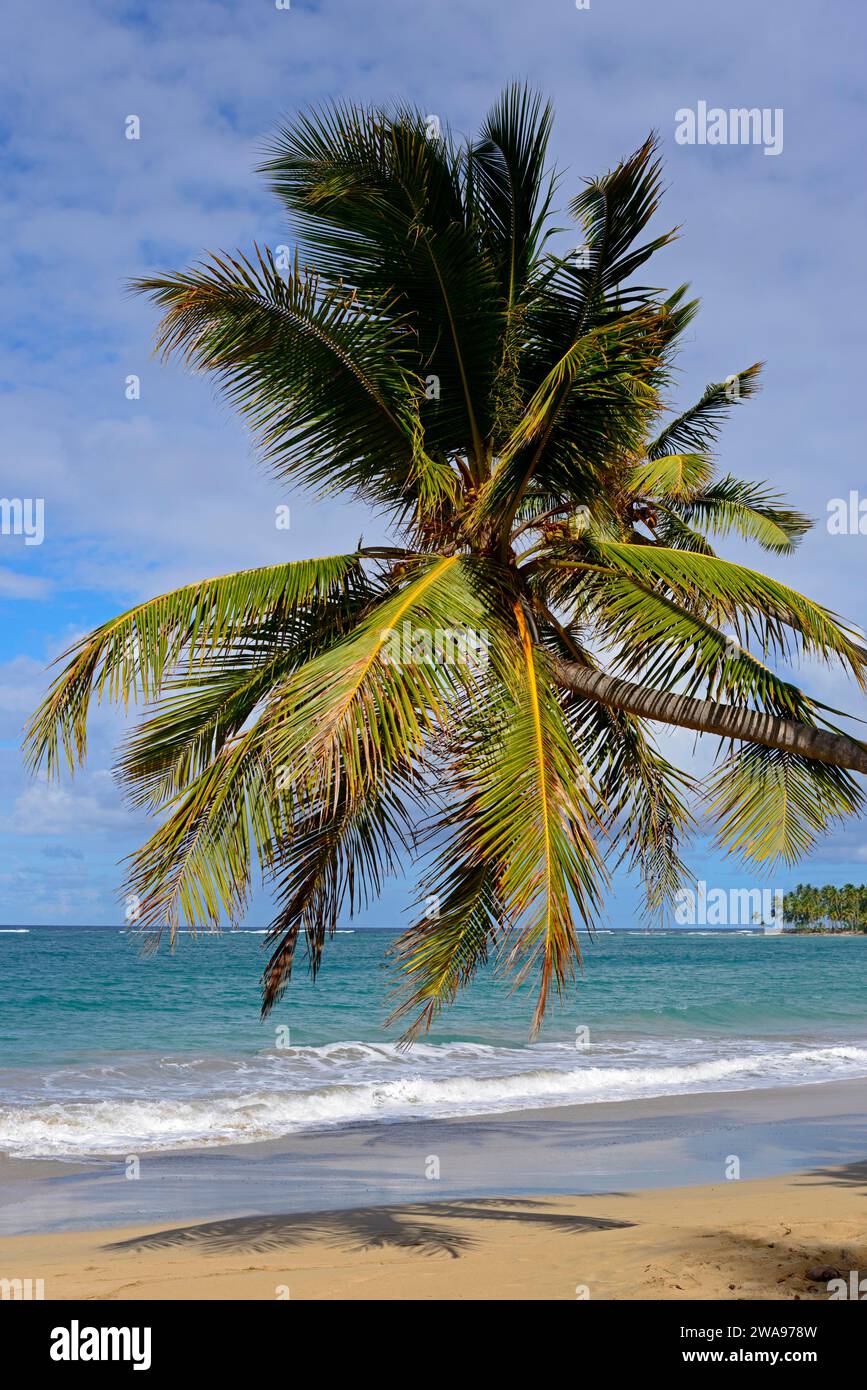 Eine einsame Palme steht am Sandstrand mit Blick auf das ruhige Meer, Limon Beach, El Limón, El Seibo, Dominikanische Republik, Hispaniola, Karibik Stockfoto