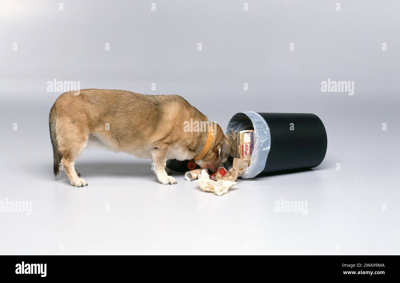STUDIOBILD EINES ÜBERGEWICHTIGEN HUNDES, DER DURCH UMGEKIPPTEN MÜLLBEHÄLTER WÜHLT UND NACH LEBENSMITTELN SUCHT. Stockfoto