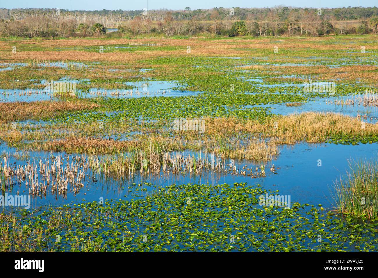 Feuchtgebiete von Oyler Overlook, Orlando Wetlands Park, Florida Stockfoto