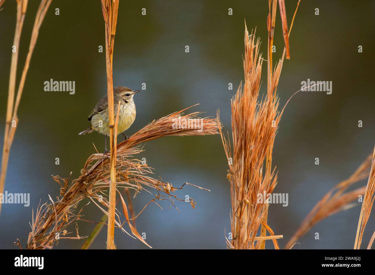 Warbler, Orlando Wetlands Park, Florida Stockfoto