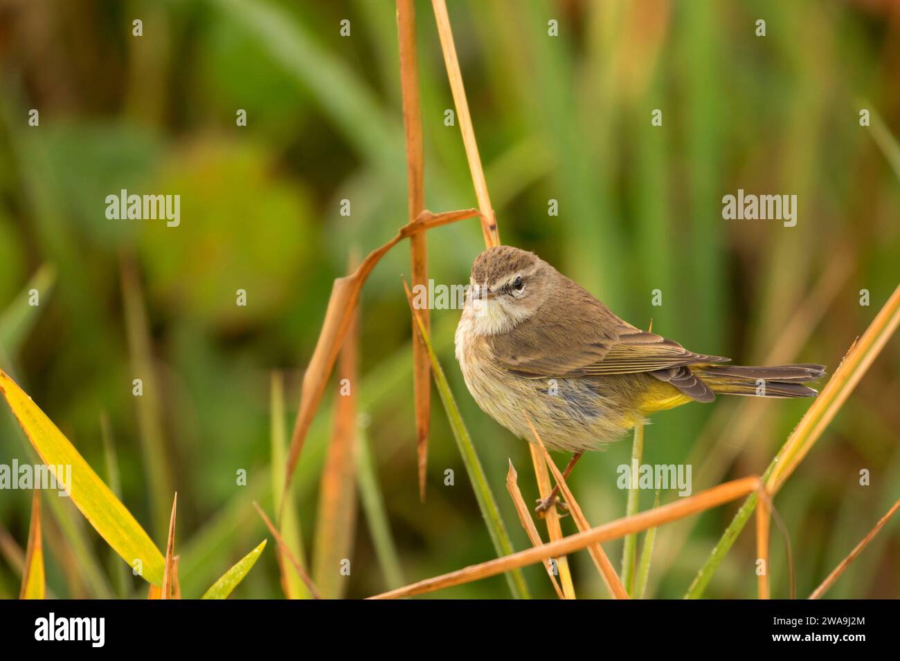 Warbler, Orlando Wetlands Park, Florida Stockfoto
