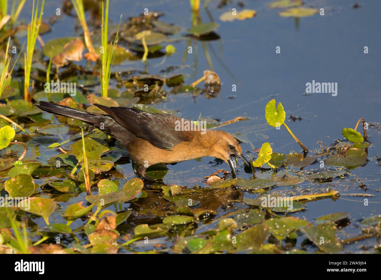 Grackle, Orlando Wetlands Park, Florida Stockfoto