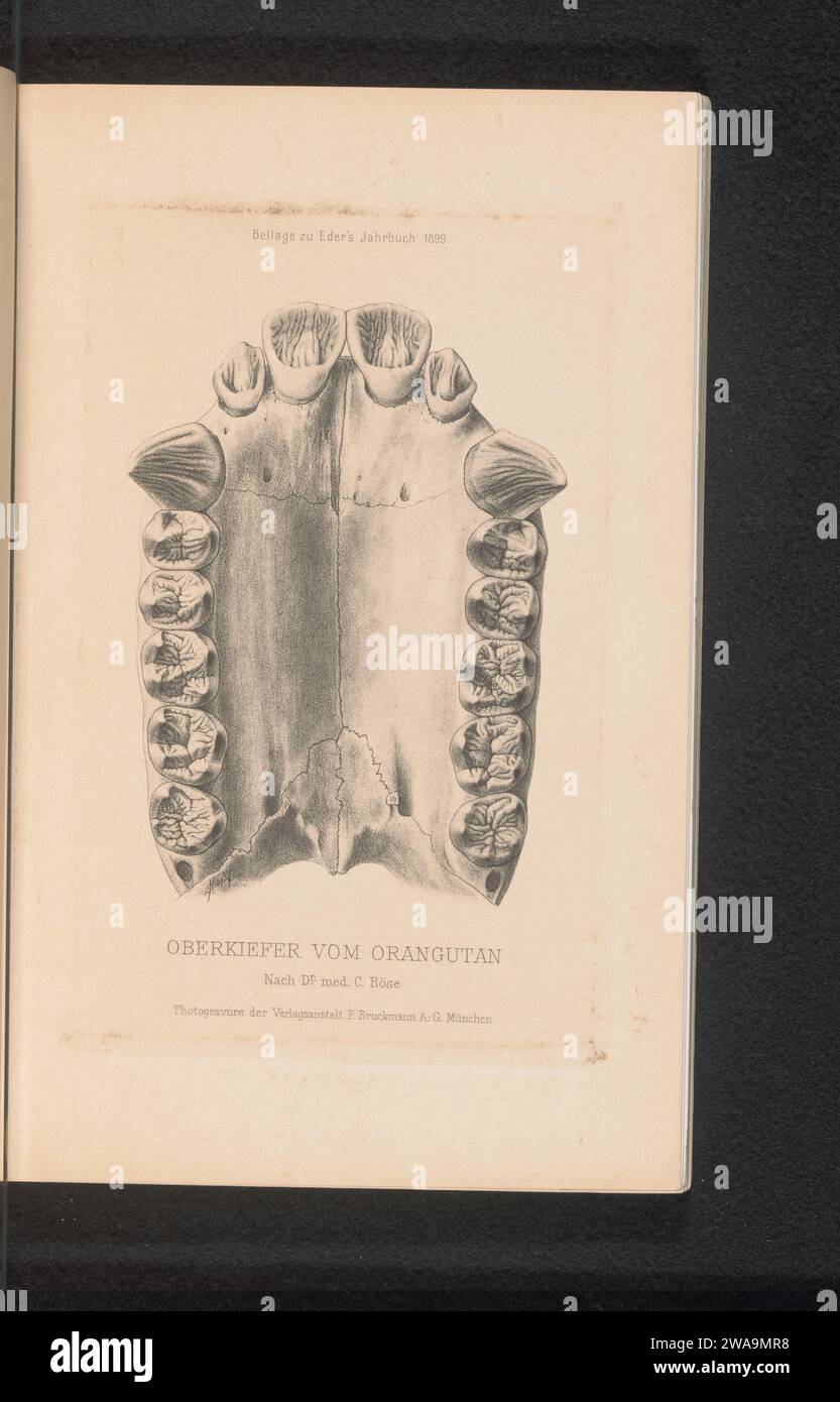 Reproduktion eines Designs eines Oberkiefers eines Orang-Utans, Anonym, nach C. Röse, ca. 1894 - in oder vor 1899 photomechanischen Druckpapieraffen Affen, Affen: orang-Utan (Schädel eines Tieres) Stockfoto