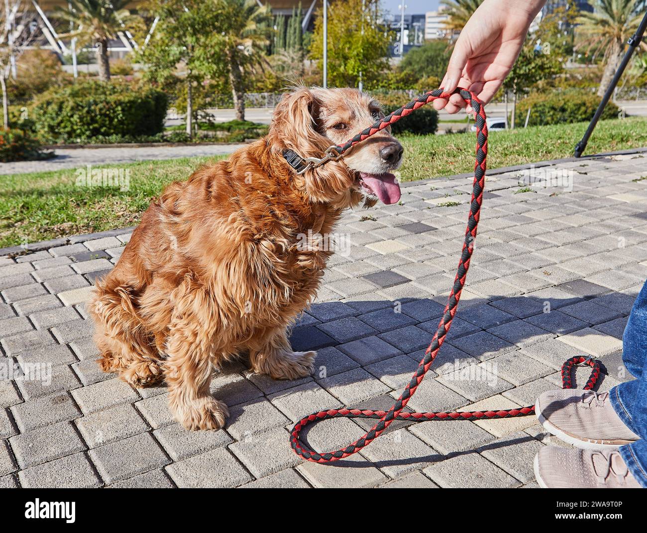 Der wunderschöne amerikanische Cocker Spaniel macht einen gemütlichen Spaziergang durch einen grünen Park, während sein Besitzer ihn liebevoll streichelt. Der Hund sieht zufrieden aus in der Schönheit Stockfoto