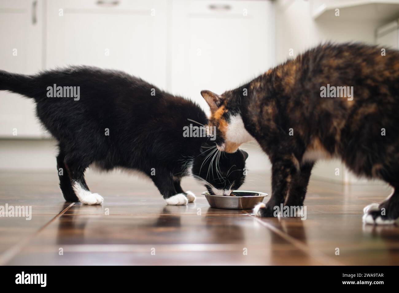 Zwei hungrige Katzen essen aus einer Metallschale zu Hause in der Küche. Hausleben mit Haustier. Stockfoto