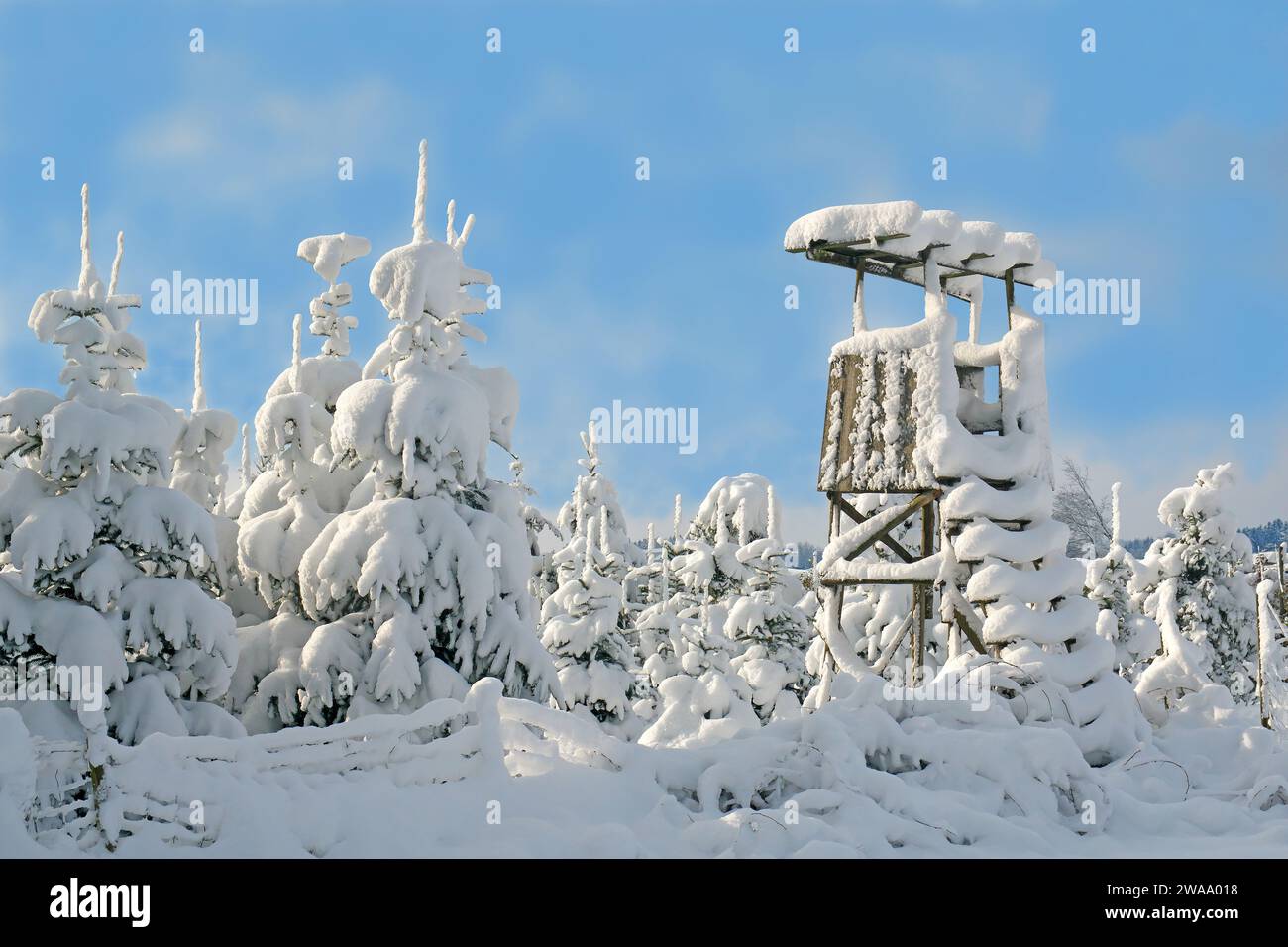 Ein Jägerturm versteckt sich in einem schneebedeckten Wald aus jungen Tannen. Süddeutschland Stockfoto