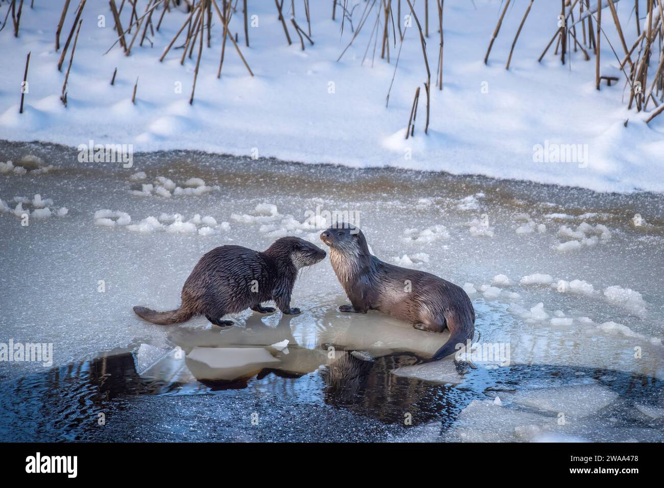 Zwei Otter auf Eis neben einem Fluss, Sörmland, Schweden Stockfoto