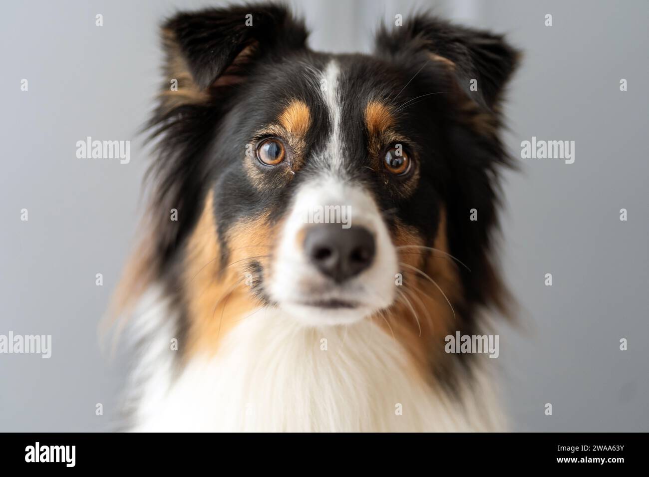Porträt eines australischen Schäferhunds Stockfoto