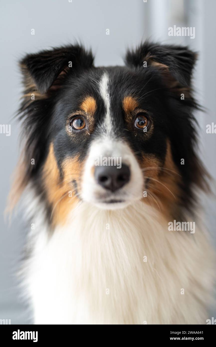 Porträt eines australischen Schäferhunds Stockfoto