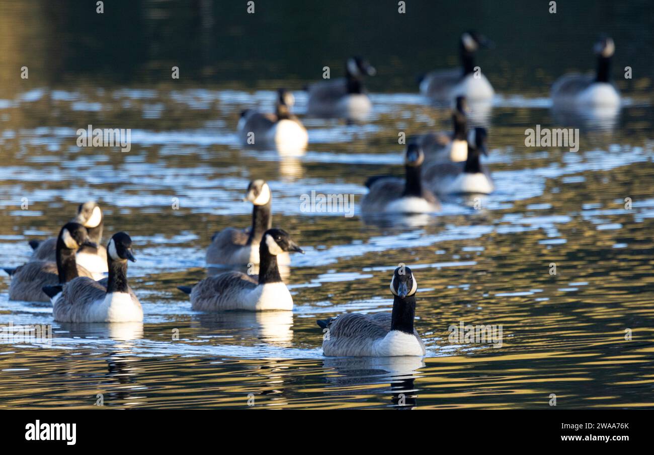 Ursprünglich in Großbritannien eingeführt, ist die Canada Goose heute ein beliebter Anblick auf den Wasserstraßen Großbritanniens. Außerhalb der Brutsaison sind sie gesellig Stockfoto