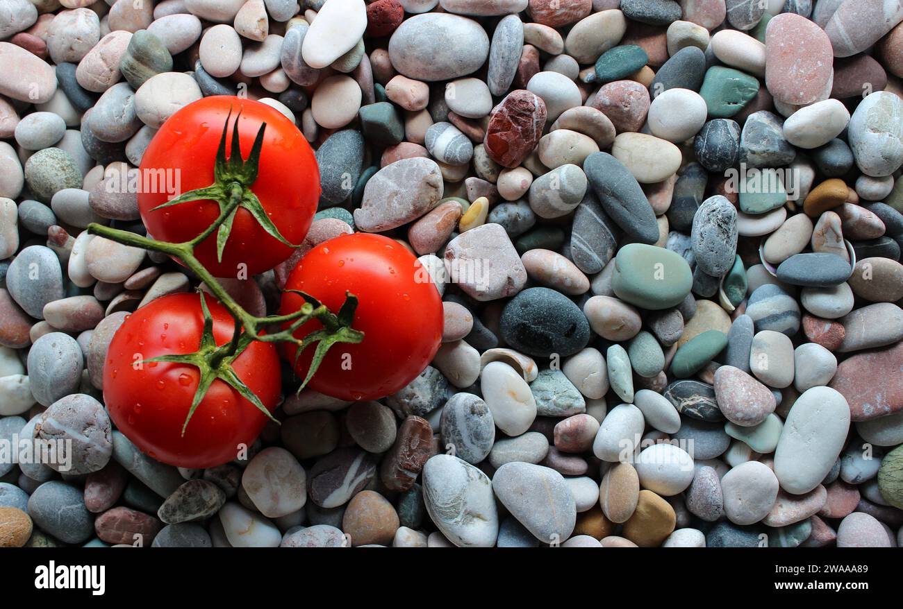 Tomatenzweig Mit Reifen Tomaten Auf Dekorationsteinen. Konzept für Gemüsetapeten oder Hintergründe Stockfoto