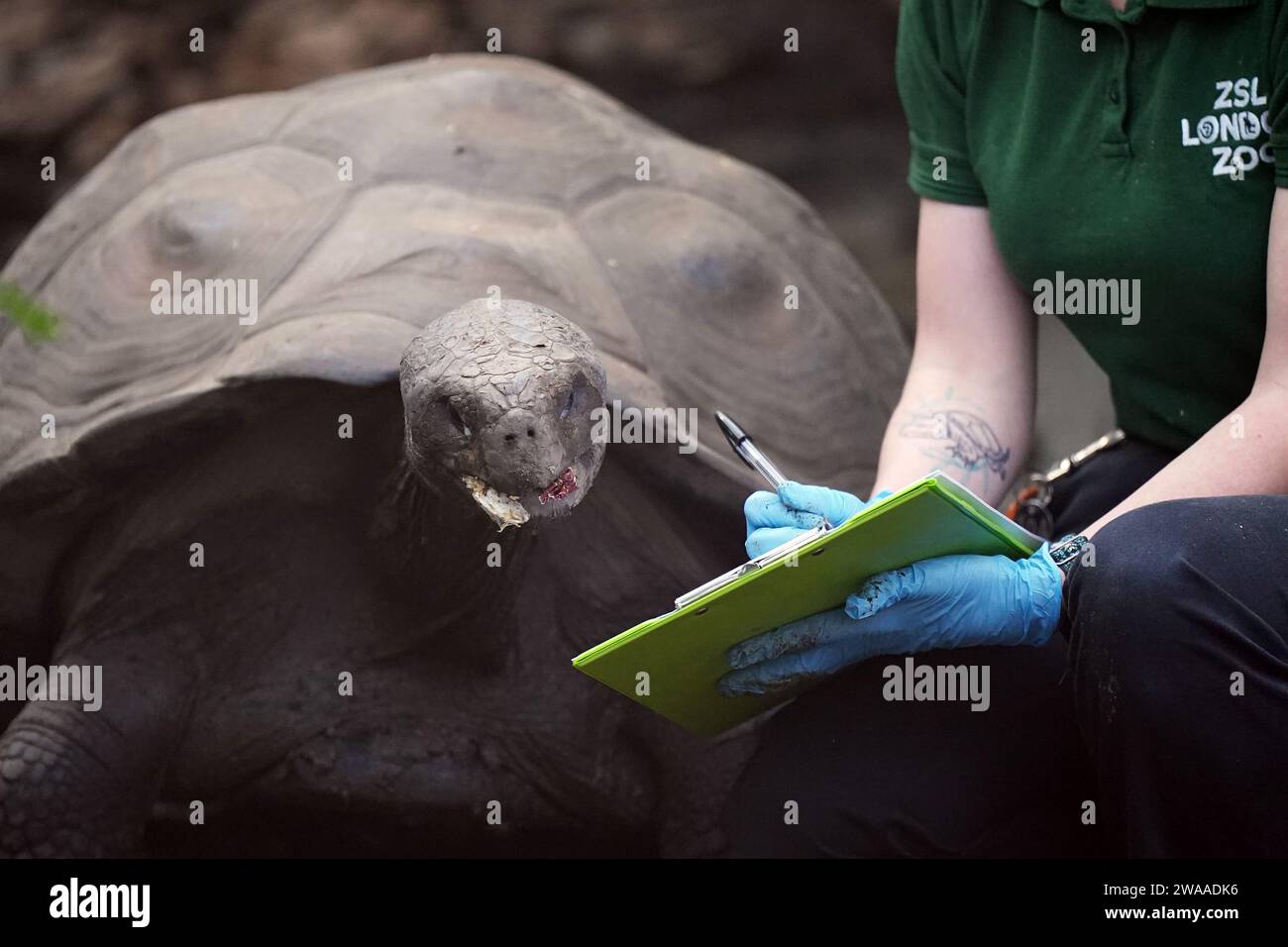 Priscilla, eine riesige Galapagos-Schildkröte, wird während der jährlichen Bestandsaufnahme im ZSL London Zoo im Zentrum Londons gezählt. Als Teil der Zoozulassung ist die jährliche Bestandsaufnahme jedes Tieres enthalten, während alle anderen britischen Zoos ähnliche jährliche Zählungen durchführen müssen. Bilddatum: Mittwoch, 3. Januar 2024. Stockfoto