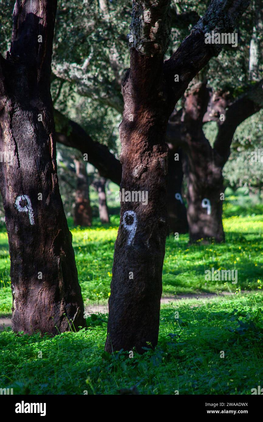 Idyllische Alentejo-Landschaft mit Korkeichen in weiten Feldern, die Portugals ruhige Schönheit einfangen. Stockfoto