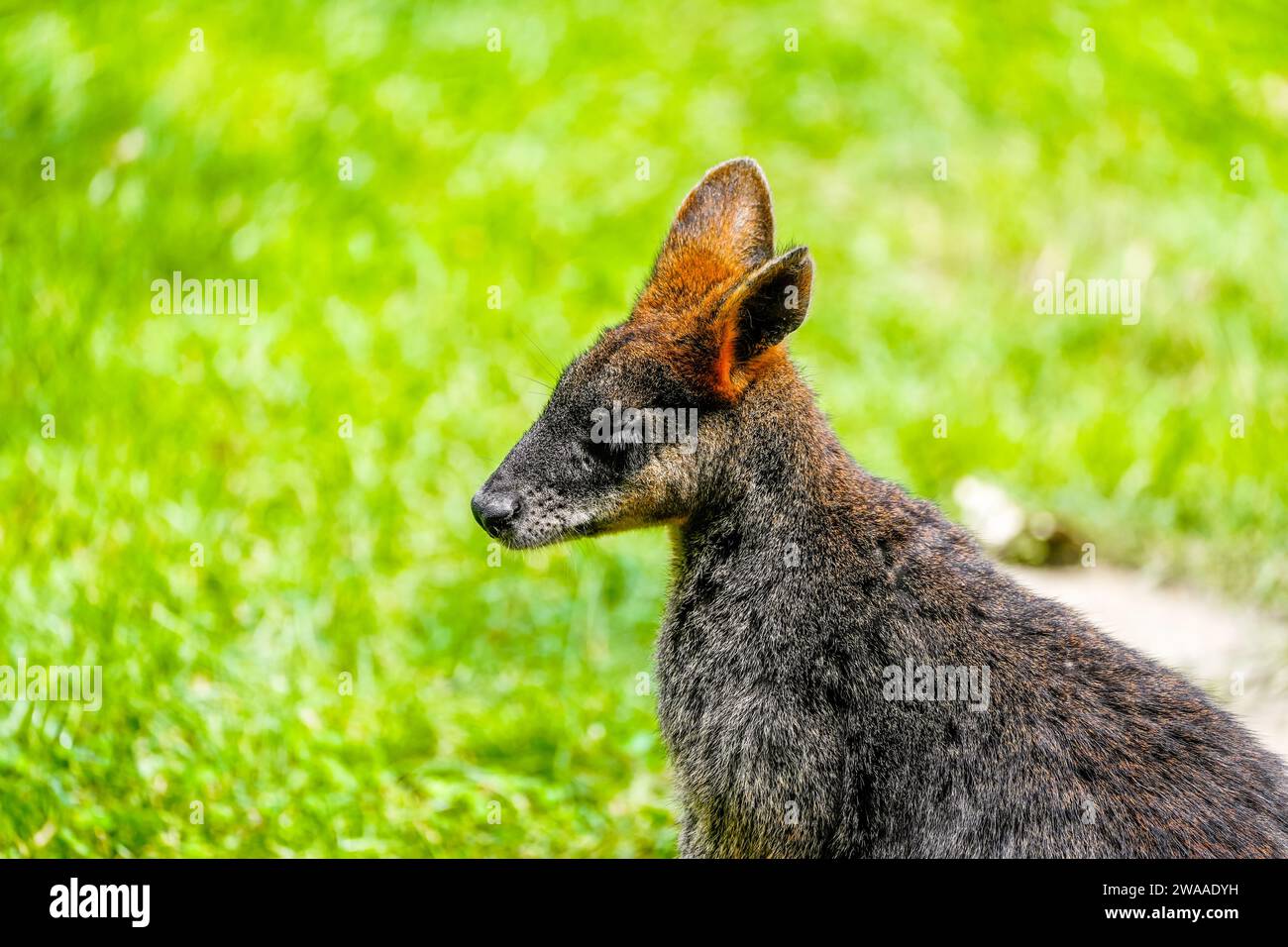Porträt eines rothälsigen Wallabys auf einer grünen Wiese. Notamacropus rufogriseus. Bennetts Wallaby. Känguru. Stockfoto
