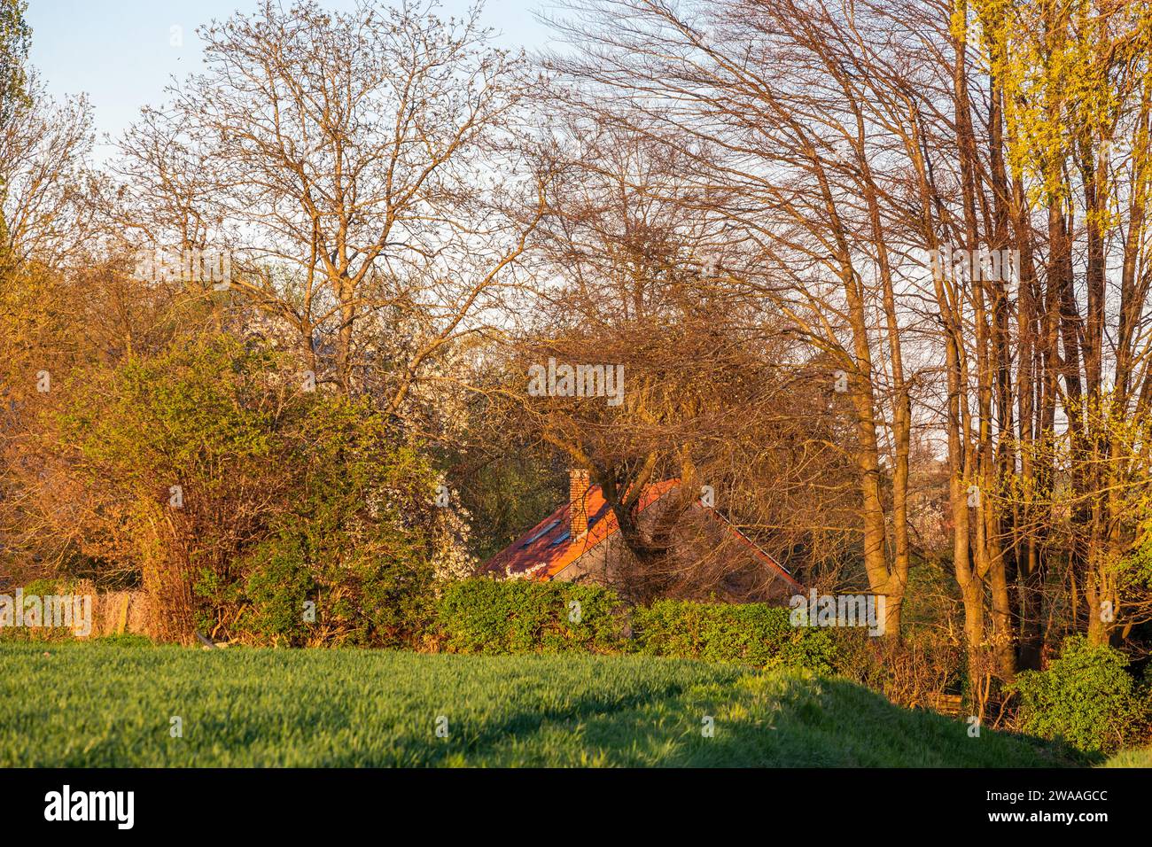 Licht eines späten Frühlingnachmittags auf einer Landlandschaft Stockfoto