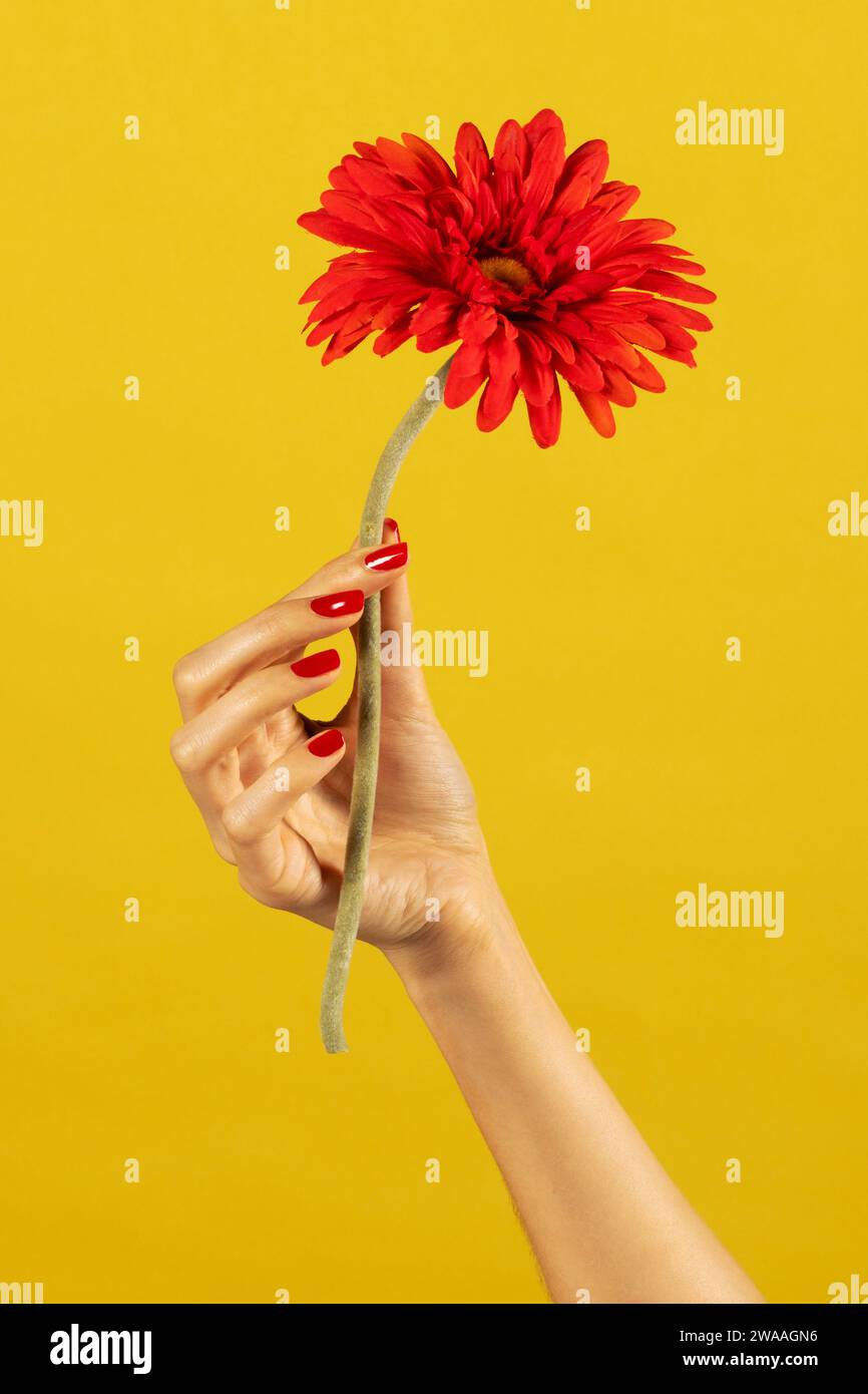 Beschneiden weibliche Hand, die aromatische Gerbera Gänseblümchenblume in der Hand mit schlanken rot bemalten Fingernägeln auf gelbem Hintergrund hält Stockfoto