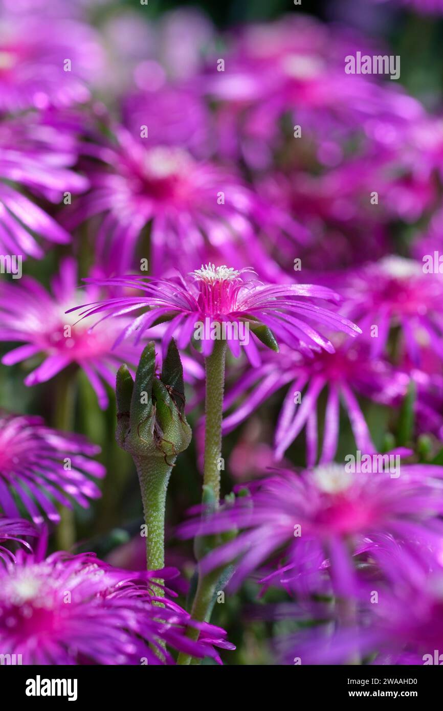 Delosperma cooperi, Hardy Ice Plant, Trailing Iceplant, rosa Teppich, saftig mit violett-rosa Blüten Stockfoto
