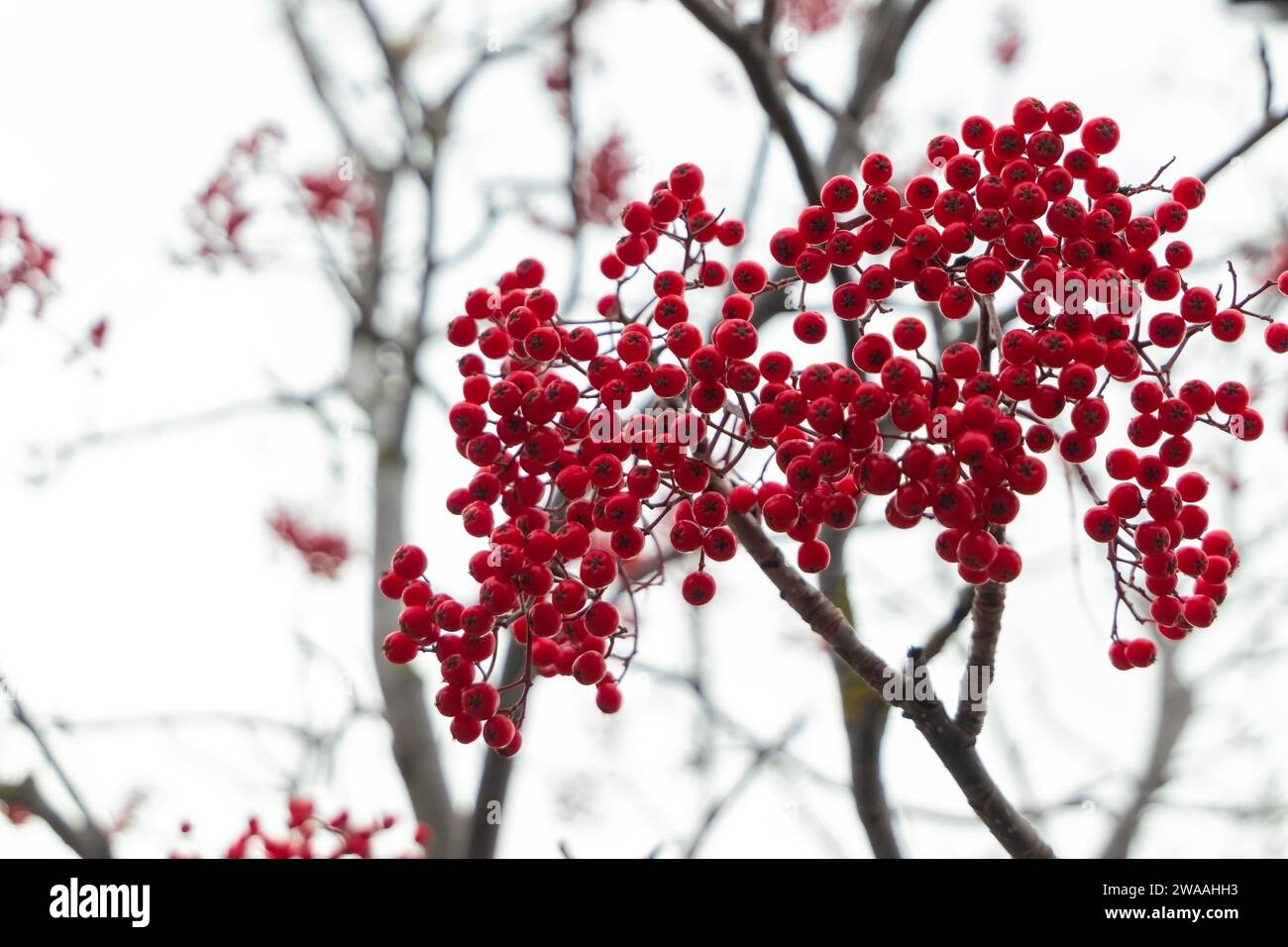 Ein buschiger Haufen roter Beeren auf einem blattlosen Baum hebt sich von einem bewölkten Winterhimmel ab. Stockfoto