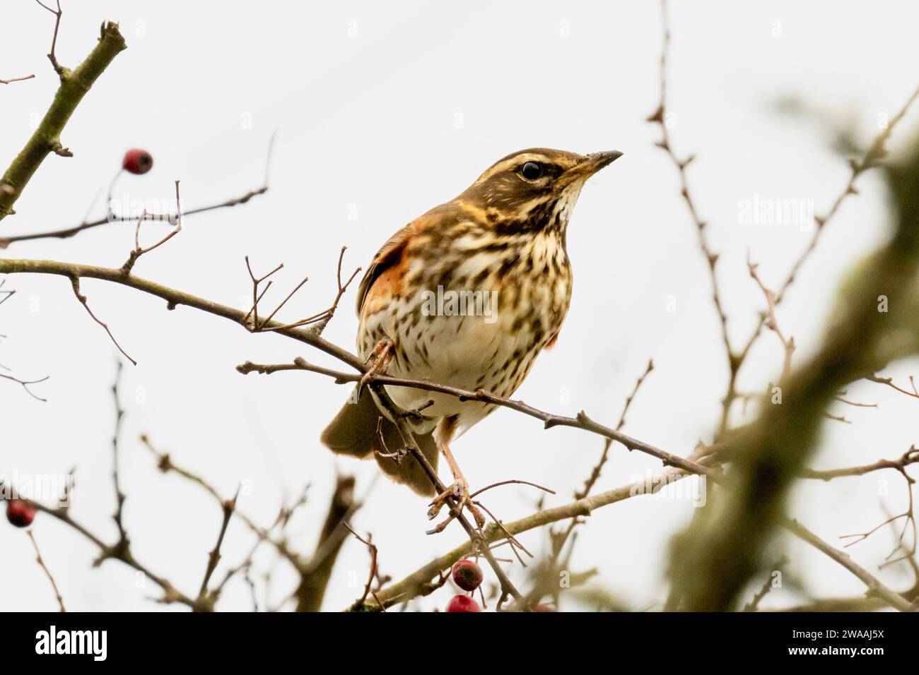 Rotflügelvogel, Turdus iliacus, East Sussex, Großbritannien Stockfoto