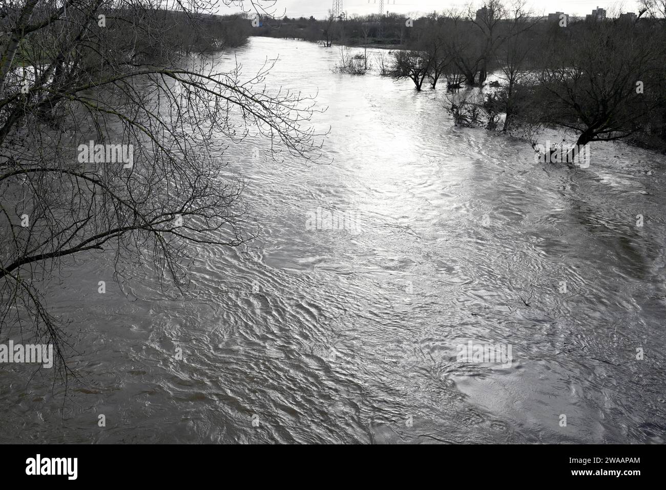 Siegburg, Deutschland. Januar 2024. Die Wasser des Sieges sind ihre Ufer geplatzt. Das Landesumweltamt erwartet angesichts des unaufhörlichen Regens einen erneuten Anstieg der Wasserstände an den Flüssen Nordrhein-Westfalens. Quelle: Federico Gambarini/dpa/Alamy Live News Stockfoto