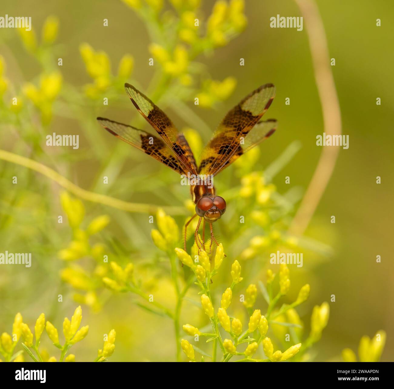 Eine östliche Ambering Libelle, die auf einer gelben Blüte thront. Stockfoto