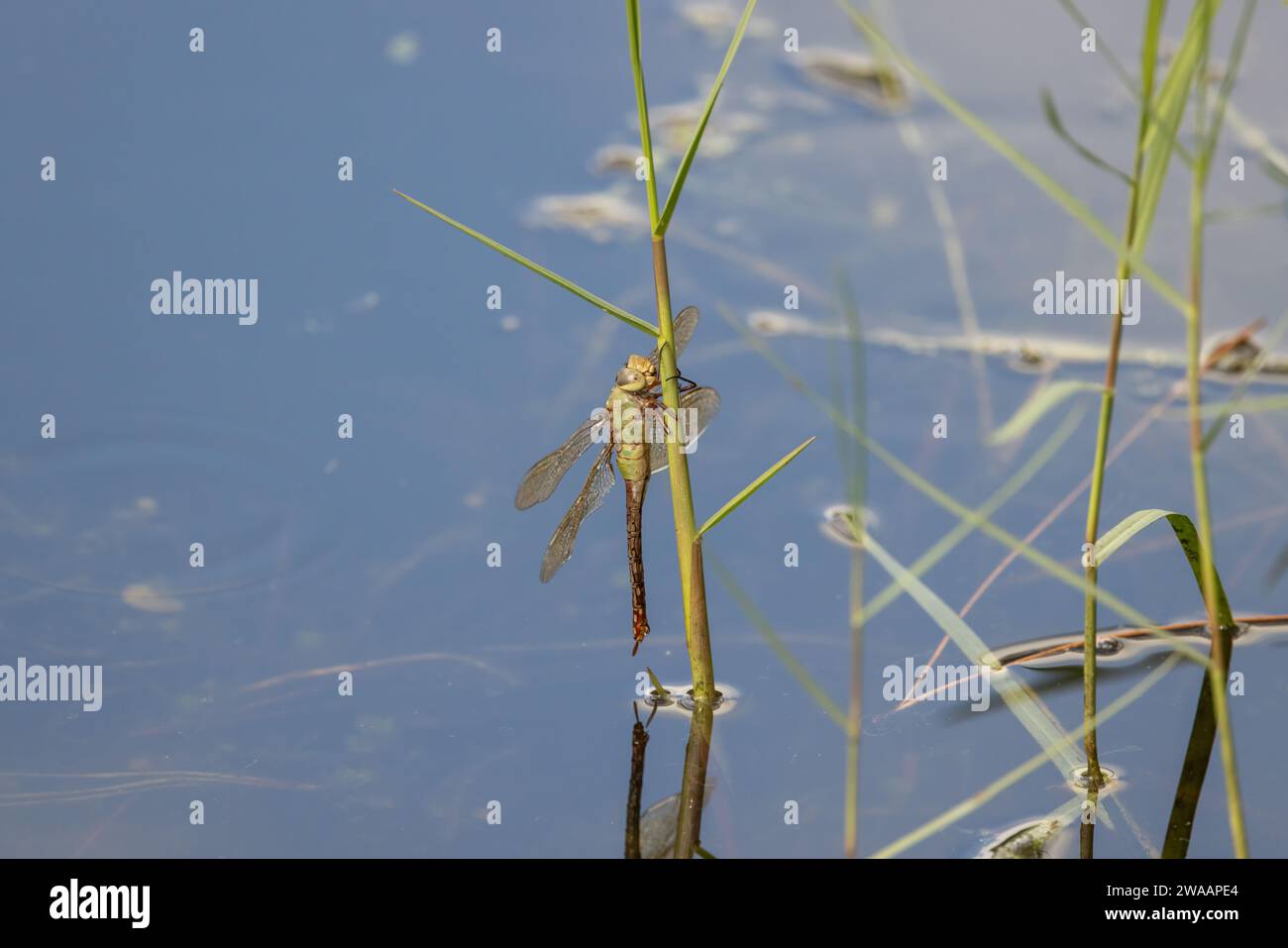 Eine gewöhnliche grüne Därner-Libelle, die sich an einen Grashalm greift, nachdem sie sich aus dem Wasser gezogen hat. Stockfoto