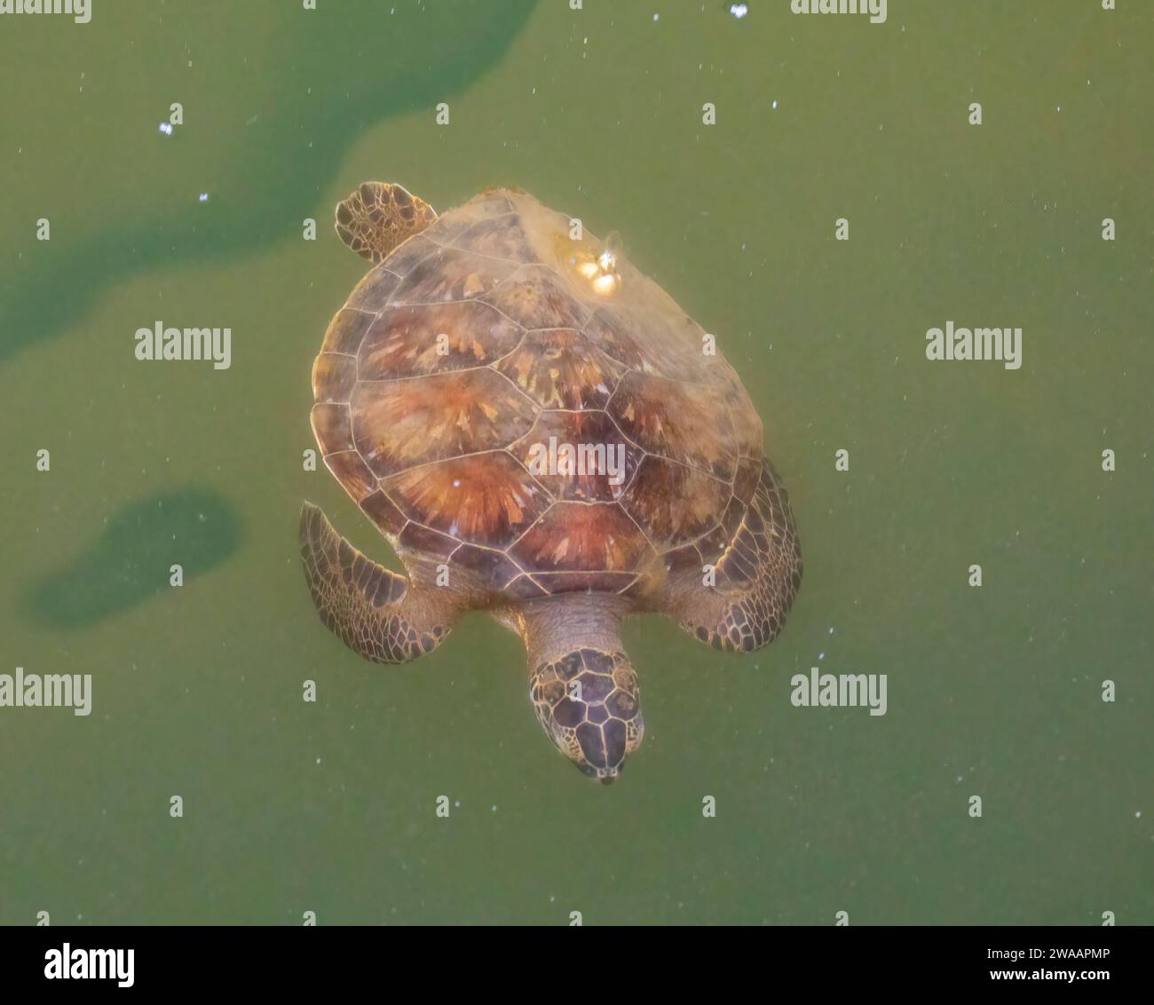 Eine grüne Meeresschildkröte, die im Wasser schwimmt, mit Nonnenhaken auf dem Rücken. Stockfoto