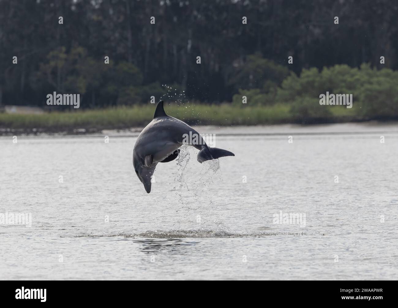 Ein großer Delfin, der aus dem Wasser springt. Stockfoto