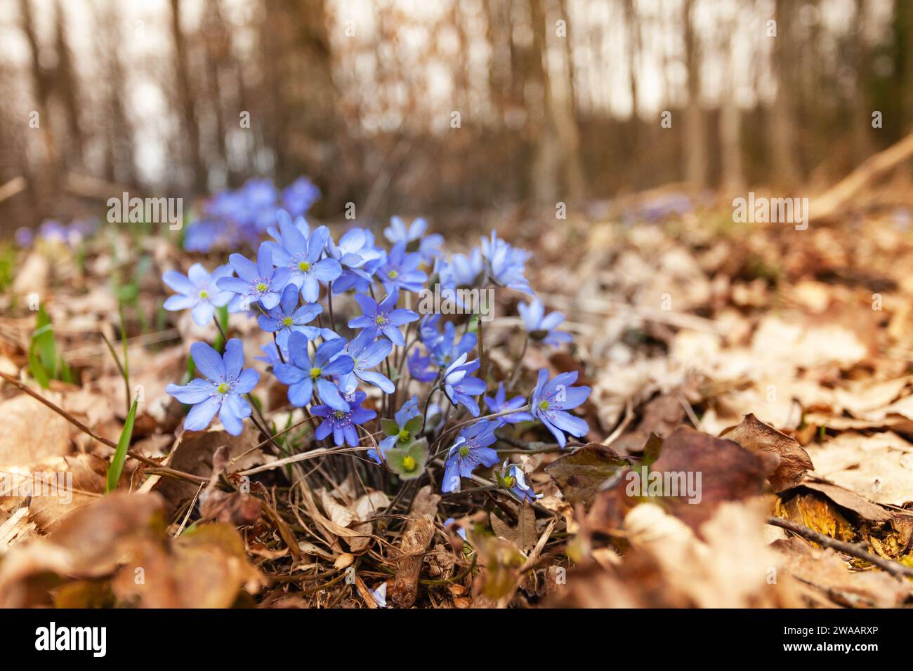 Blick auf eine Gruppe hepatica im Wald, Frühlingsmarktag Stockfoto