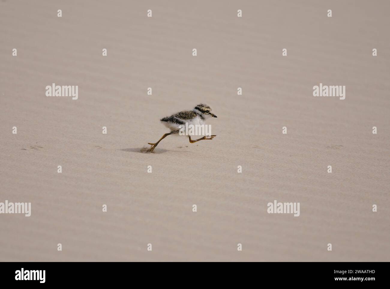 Gemeiner Ringpfeifer Charadrius hiaticula, Küken, die über den Sandstrand laufen, Schottland, Großbritannien, Juni. Stockfoto