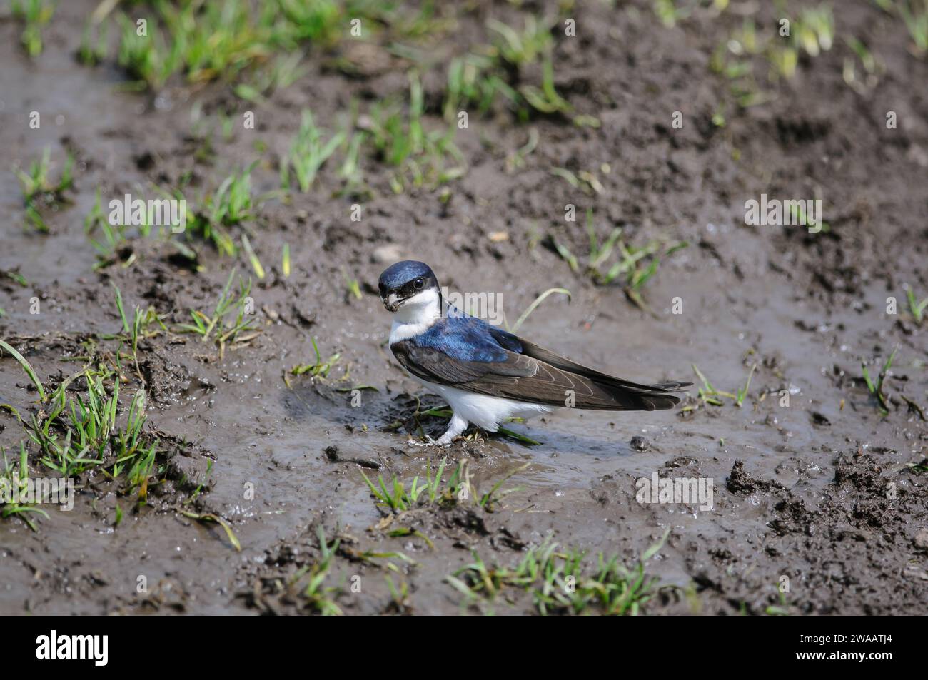 Gemeines Haus-martin Delichon urbica, sammelt nassen Schlamm für Nestbau, Schottland, Großbritannien, Juni. Stockfoto