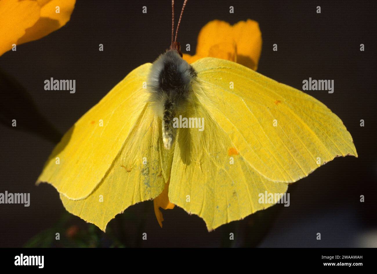 Kleopatra-Schmetterling (Gonepteryx cleopatra) ist ein Schmetterling, der im Mediterranaen Becken beheimatet ist. Weiblich. Stockfoto
