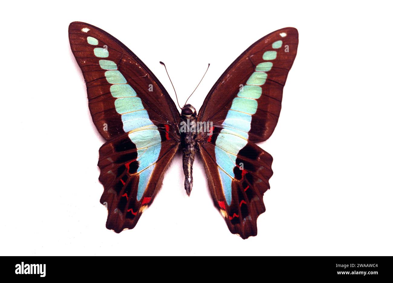 Die gewöhnliche Blaubottle (Graphium sarpedon) ist eine Abutterfliege, die in Australien beheimatet ist. Adut, ventrale Seite. Stockfoto