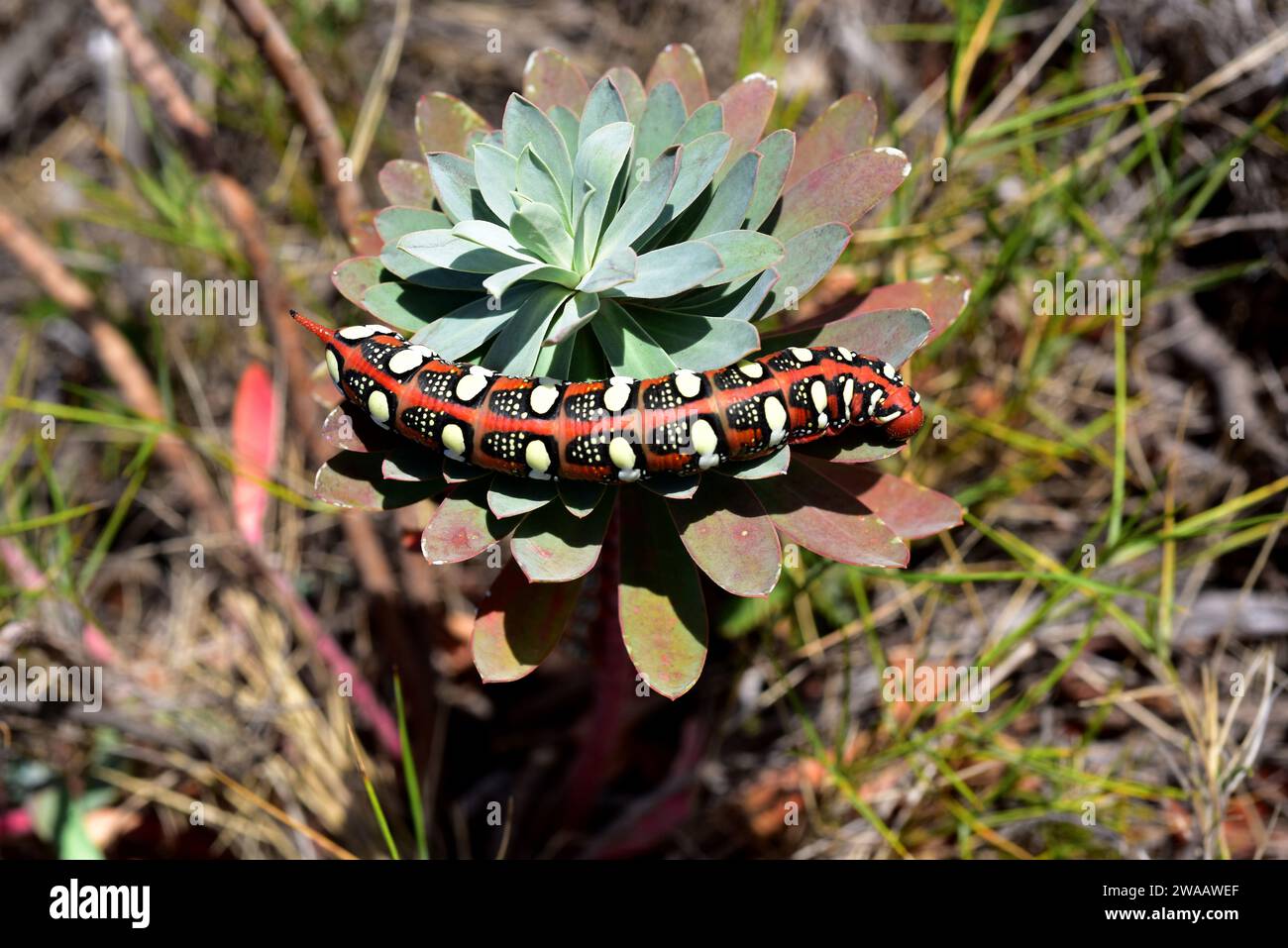 Der Hawk-Moth (Hyles euphorbiae) ist ein in Europa heimischer Falter. Raupe auf einer Futteranlage (Euphorbia sp.). Stockfoto