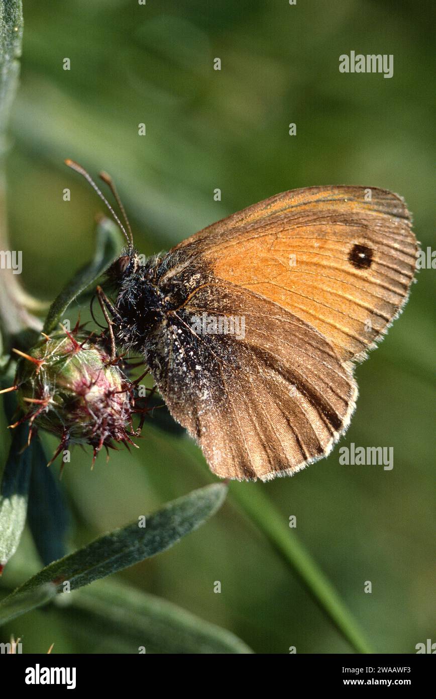 Die dunkelbraune Wiese (Hyponephele lycaon) ist ein Schmetterling, der in Europa beheimatet ist. Männlich. Stockfoto