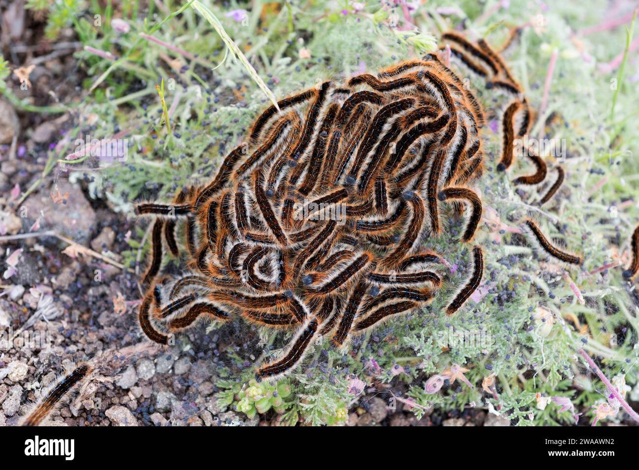 Bodenlackey (Malacosoma castrense oder Malacosoma castrensis) ist eine in Europa heimische Motte. Raupen. Stockfoto