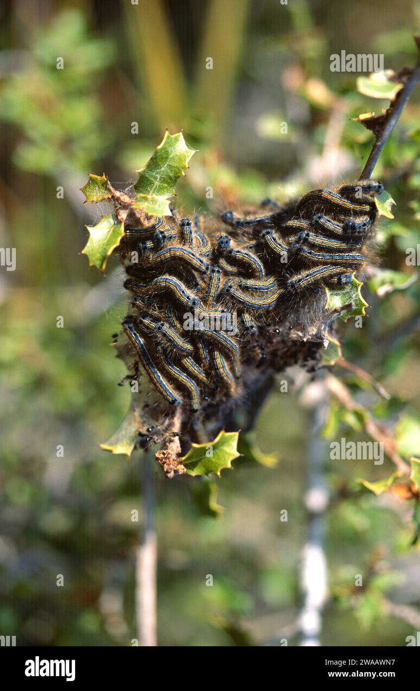 Lakaienmotte (Malacosoma neustria) ist eine in Eurasien und Nordafrika heimische Motte. Raupen. Stockfoto