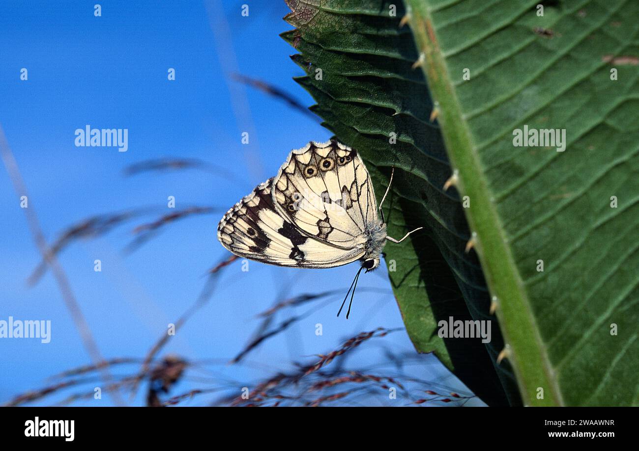 Iberisches Marmorweiß (Melanargia lachesis) ist ein Schmetterling, der auf der Iberischen Halbinsel und Südfrankreich beheimatet ist. Stockfoto