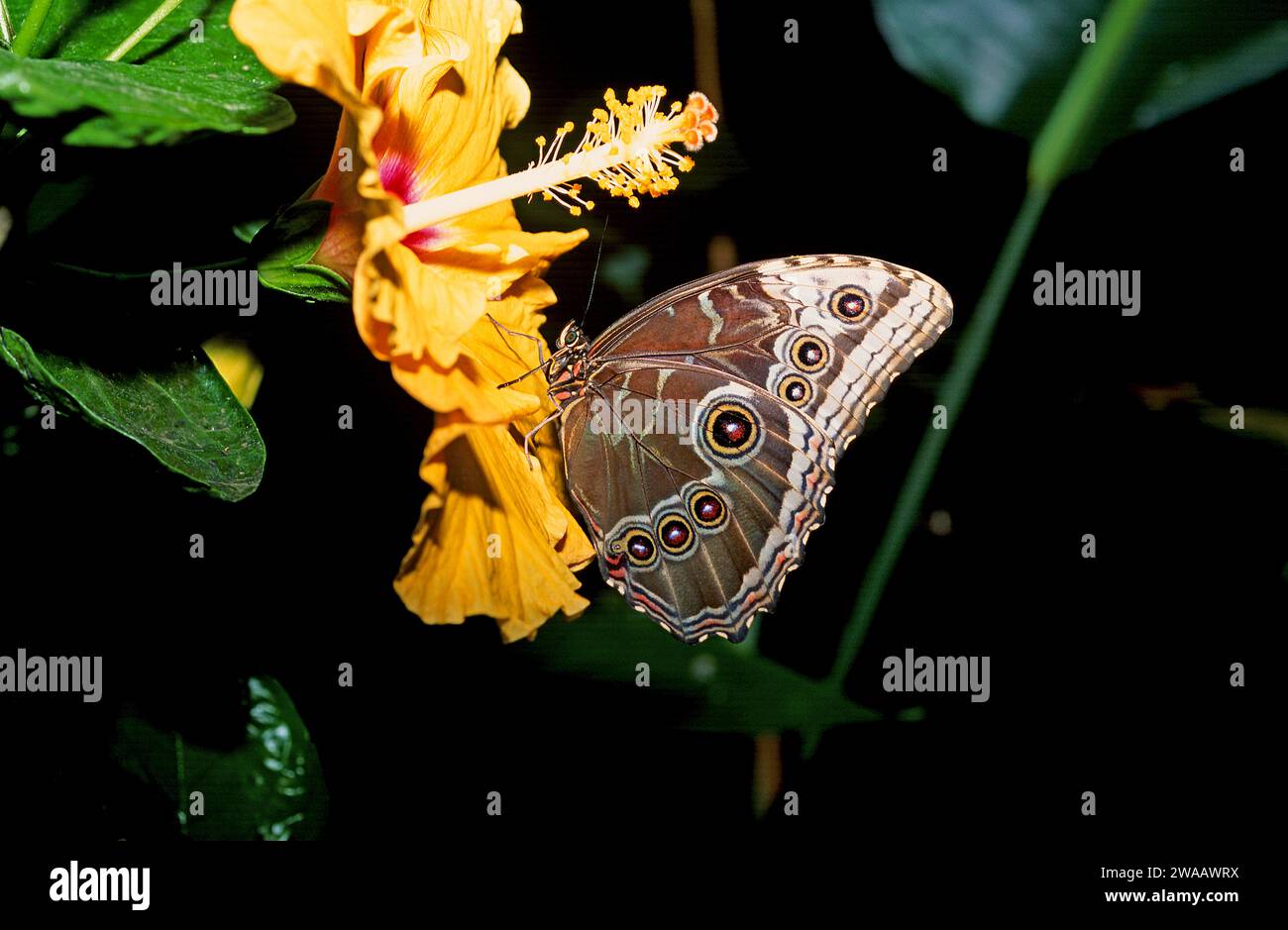 Achilles morpho oder blau gebänderter Morpho (Morpho achilles) ist ein Schmetterling, der in Südamerika beheimatet ist. Stockfoto